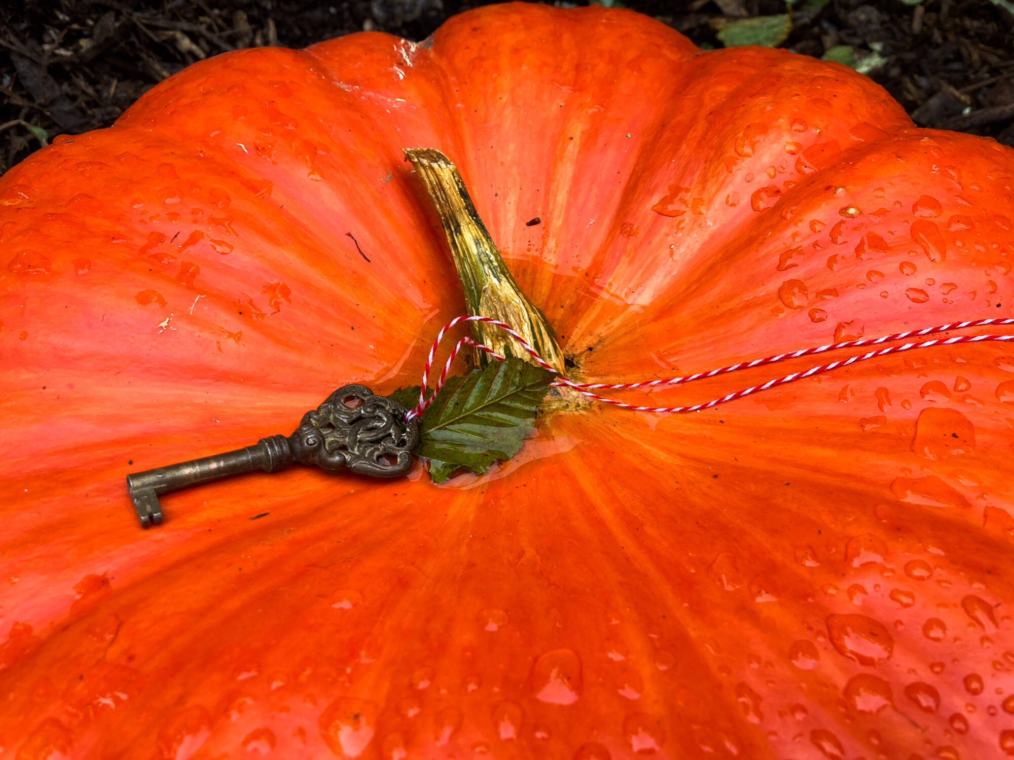 Retour sur la Foire de Poussay 2024 Ludres 24