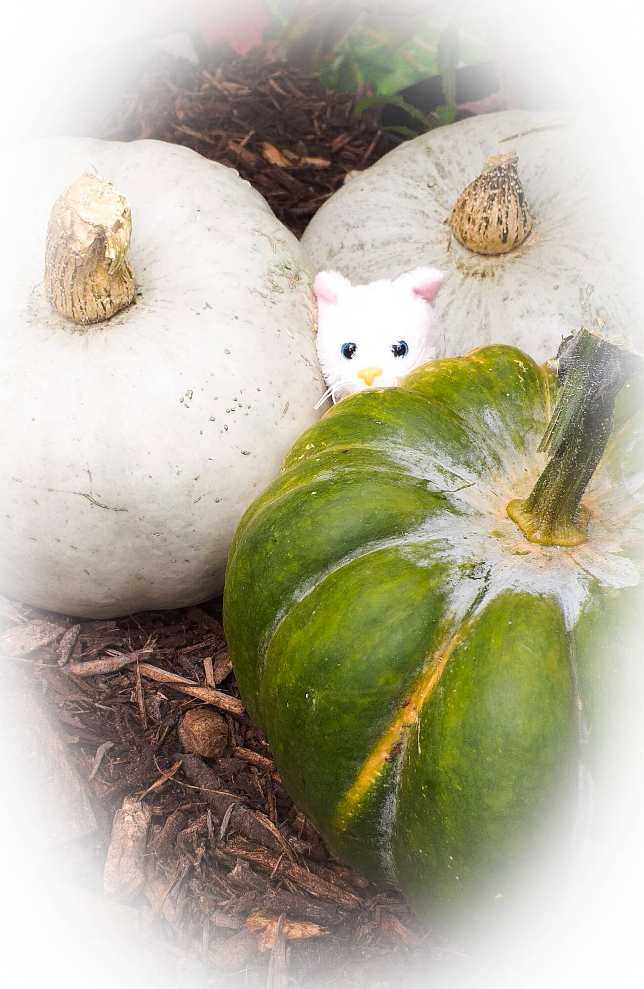 Retour sur la Foire de Poussay 2024 Charmes 21